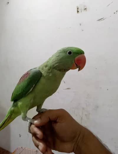 raw parrot male hand tamed no bite healthy and active