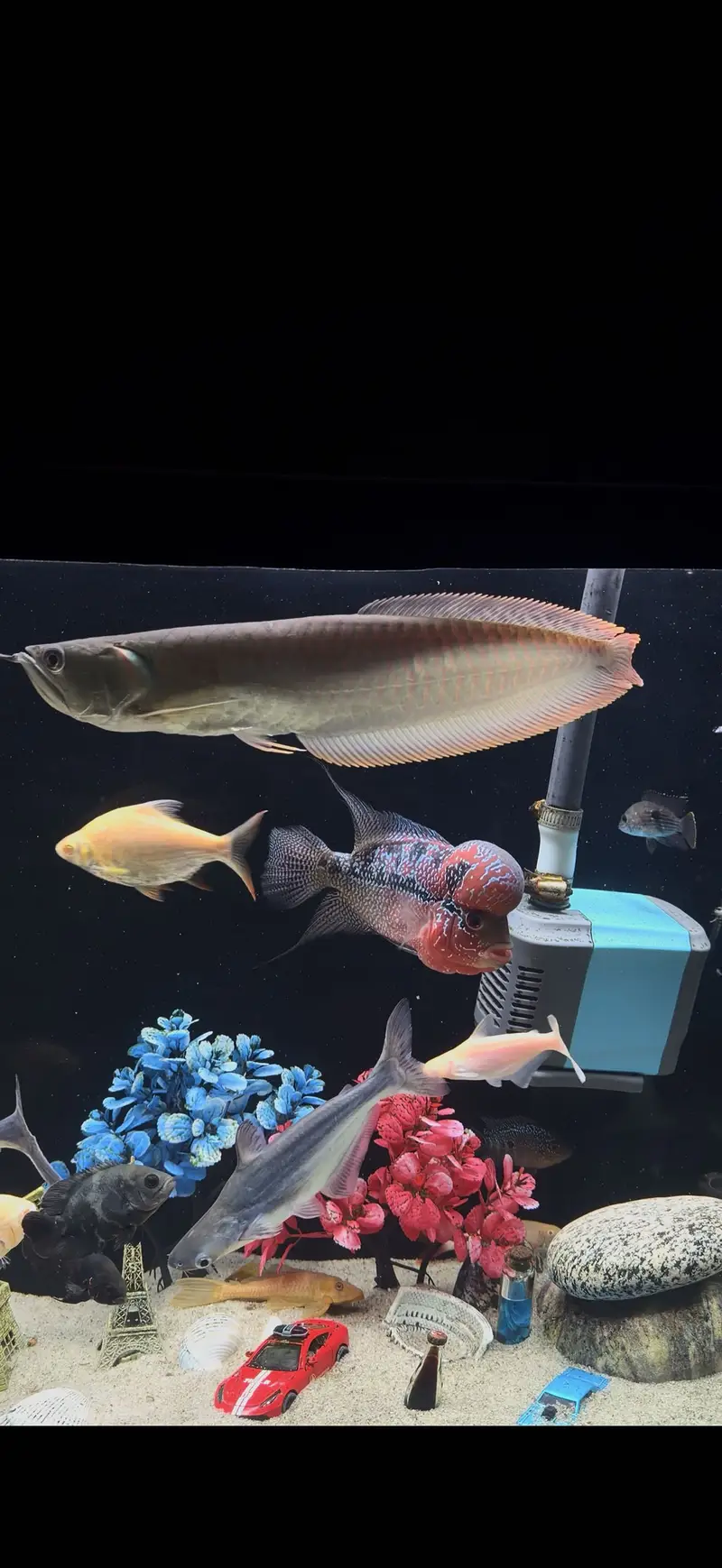 Kamfa Flowerhorn – Approx. 8.5 Inches