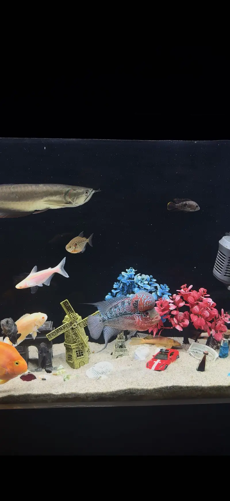 Kamfa Flowerhorn – Approx. 8.5 Inches — photo 2