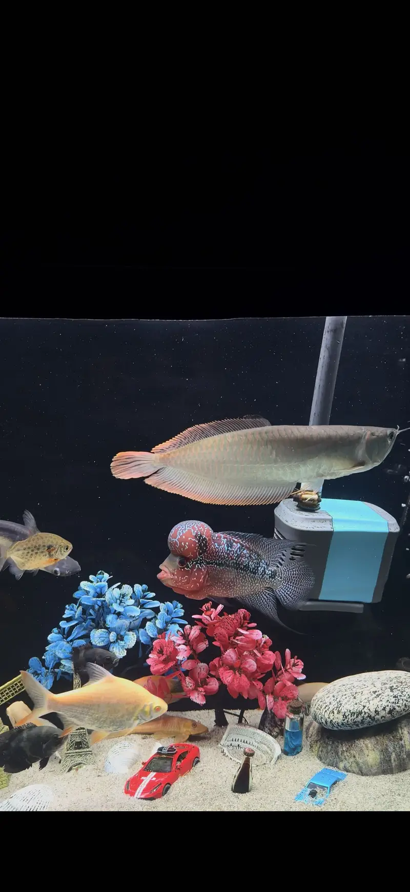 Kamfa Flowerhorn – Approx. 8.5 Inches — photo 3