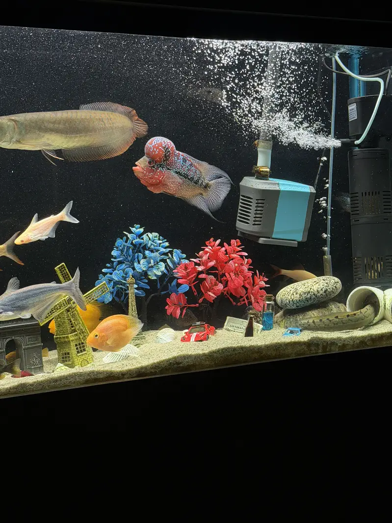 Kamfa Flowerhorn – Approx. 8.5 Inches — photo 4