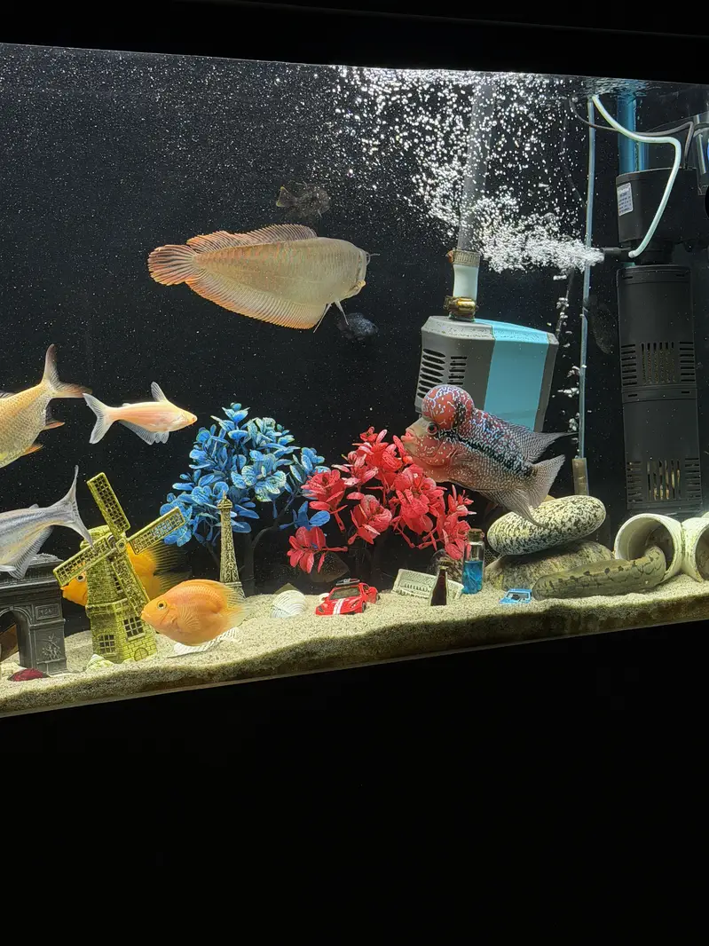 Kamfa Flowerhorn – Approx. 8.5 Inches — photo 5