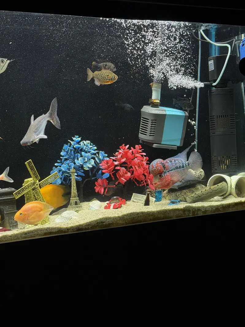 Kamfa Flowerhorn – Approx. 8.5 Inches — photo 6