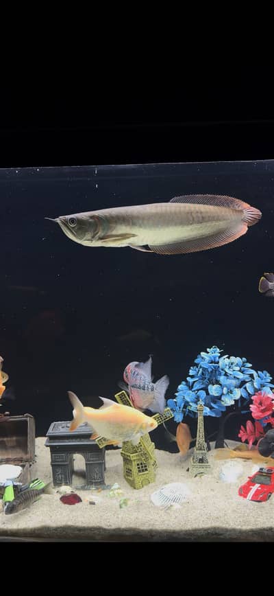 Silver Arowana 1.5 feet