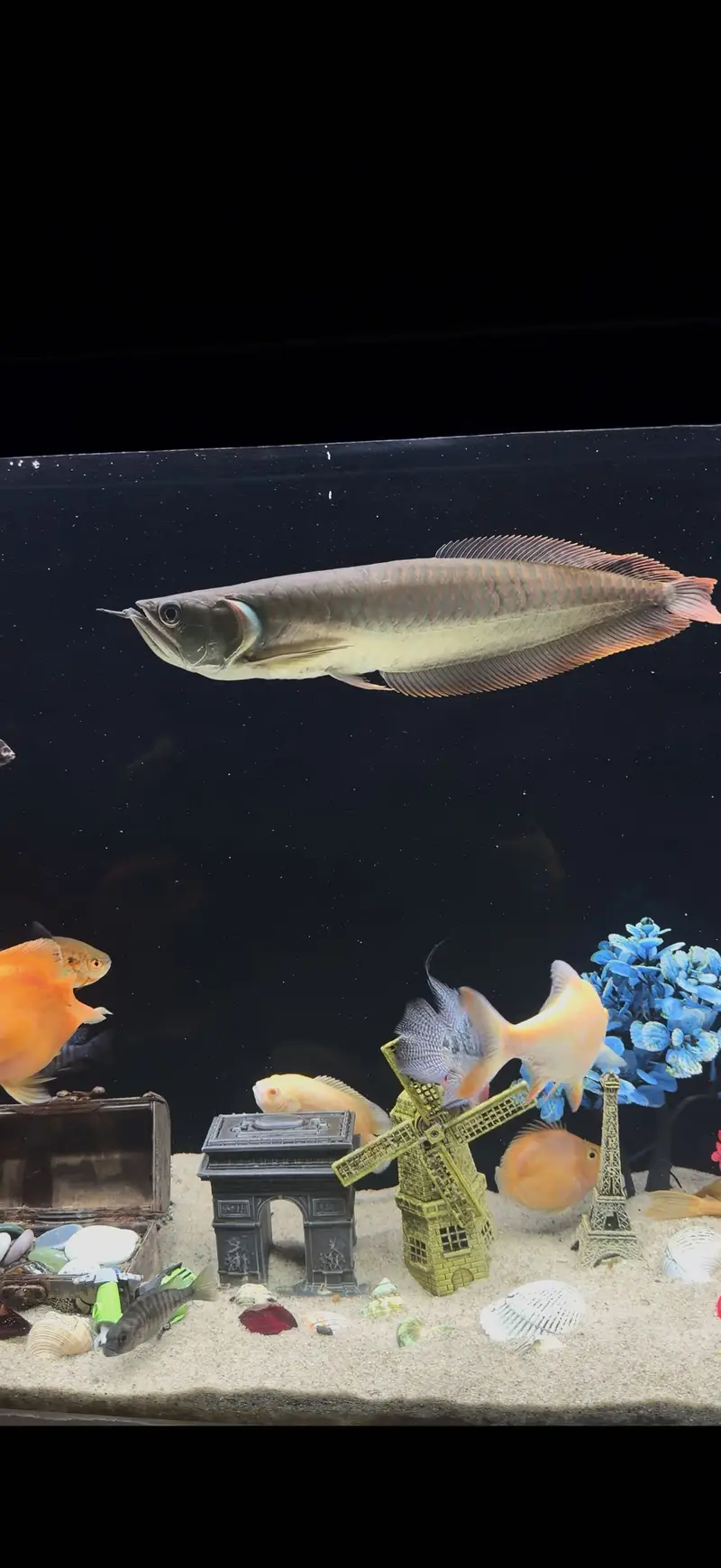 Silver Arowana 1.5 feet — photo 3