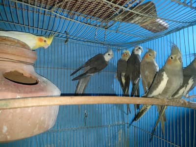 Adult Healthy Cockatiel Parrots for Sale 