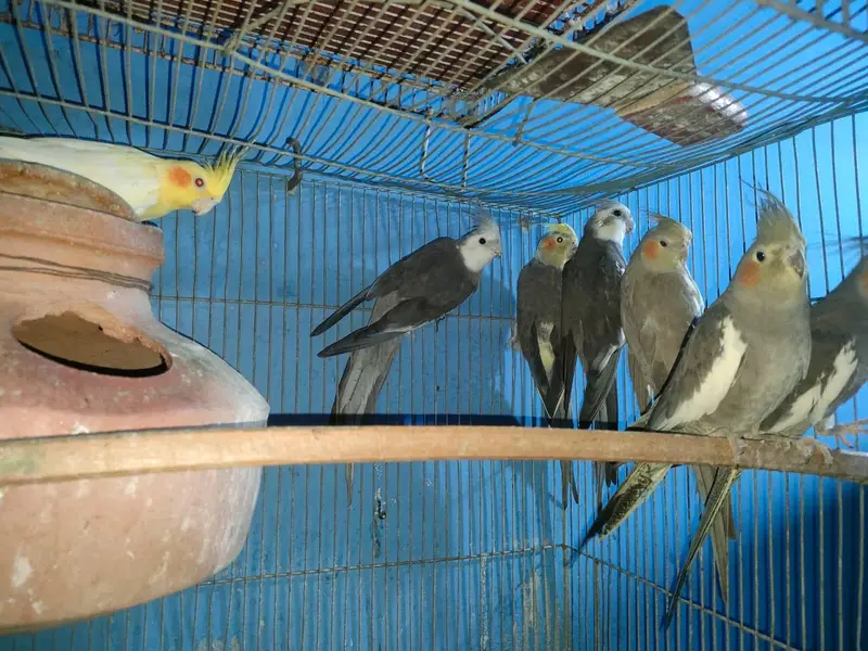 Adult Healthy Cockatiel Parrots for Sale