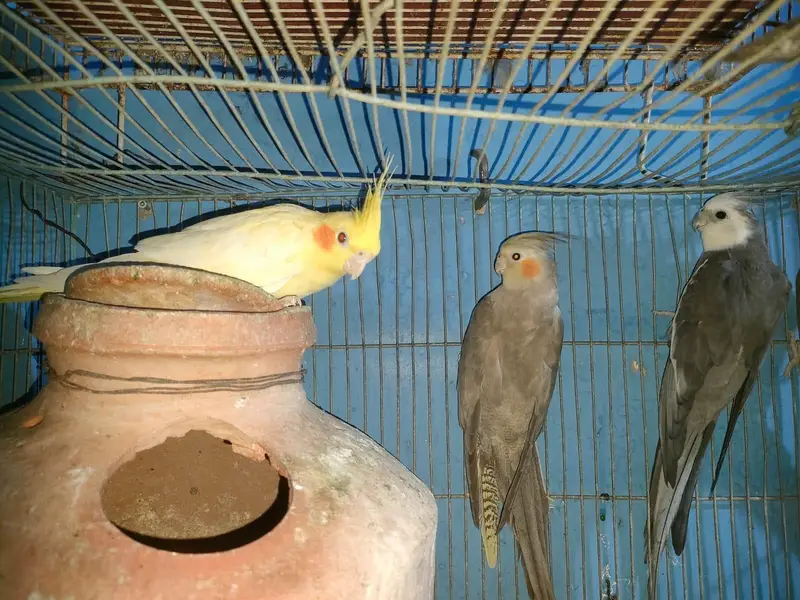 Adult Healthy Cockatiel Parrots for Sale — photo 2