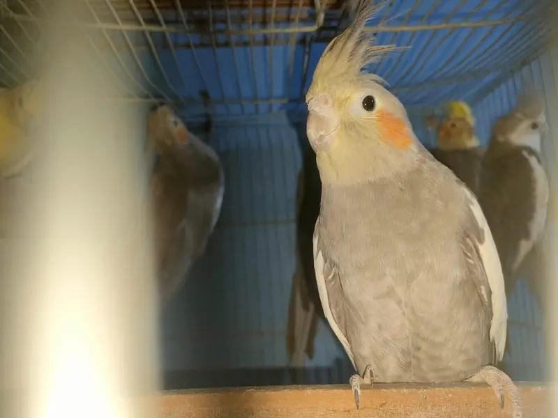 Adult Healthy Cockatiel Parrots for Sale — photo 3