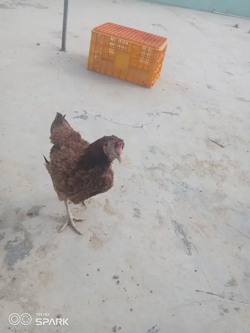aseel mianwali wale 03152777437 — photo 3