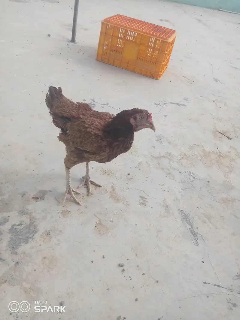 aseel mianwali wale 03152777437 — photo 5