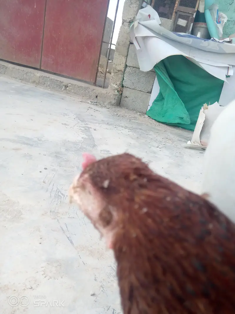 aseel mianwali wale 03152777437 — photo 6