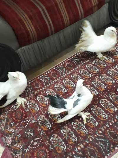 lakky pure white 2 male 1 female breeder's