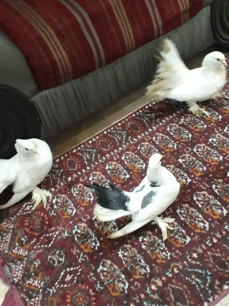 lakky pure white 2 male 1 female breeder's