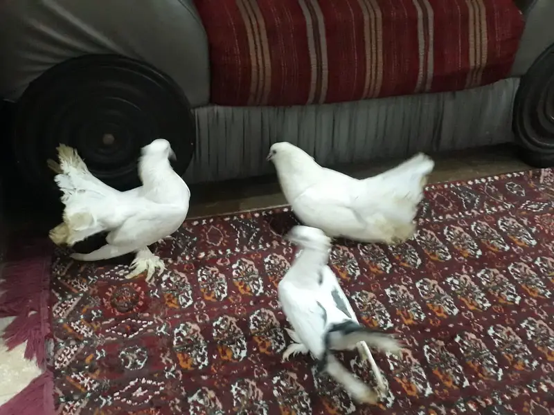 lakky pure white 2 male 1 female breeder's — photo 2