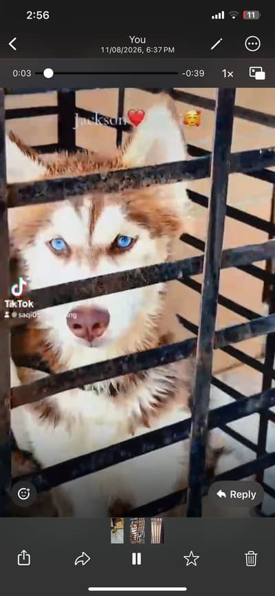 haski dogs
