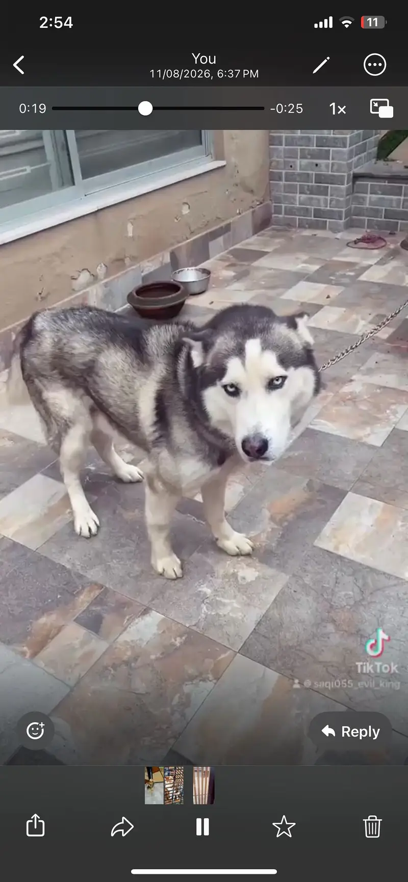 haski dogs — photo 2