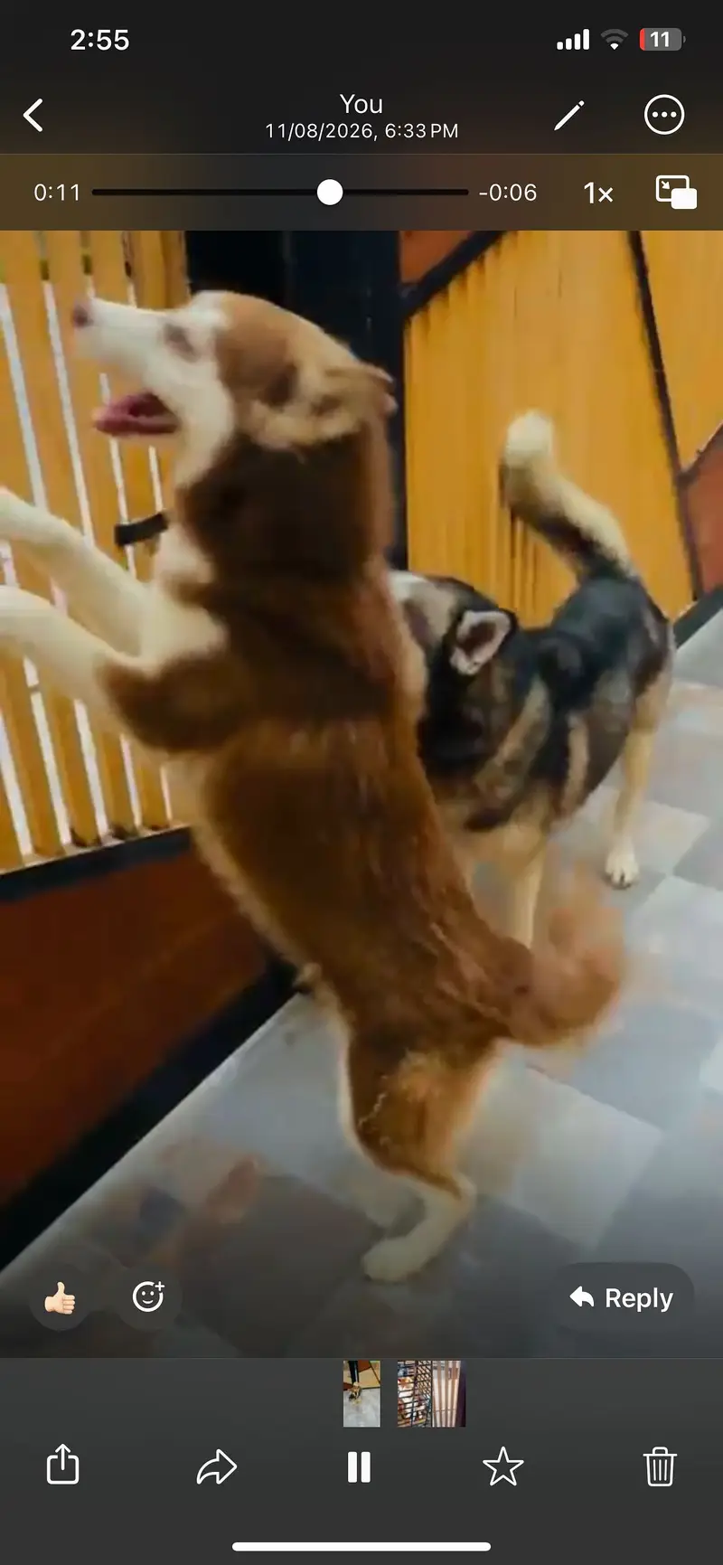 haski dogs — photo 3