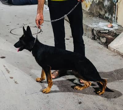 GSD LOVER GIFT FOR YOU