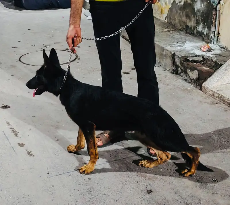 GSD LOVER GIFT FOR YOU