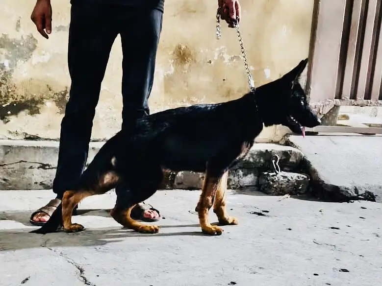 GSD LOVER GIFT FOR YOU — photo 2