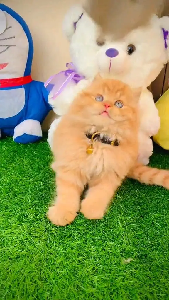 Quality Persian panch face cat and kitten WhatsAp o34o143oo37