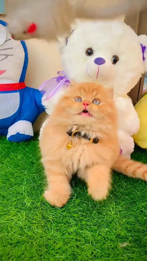 Quality Persian panch face cat and kitten WhatsAp o34o143oo37 — photo 2