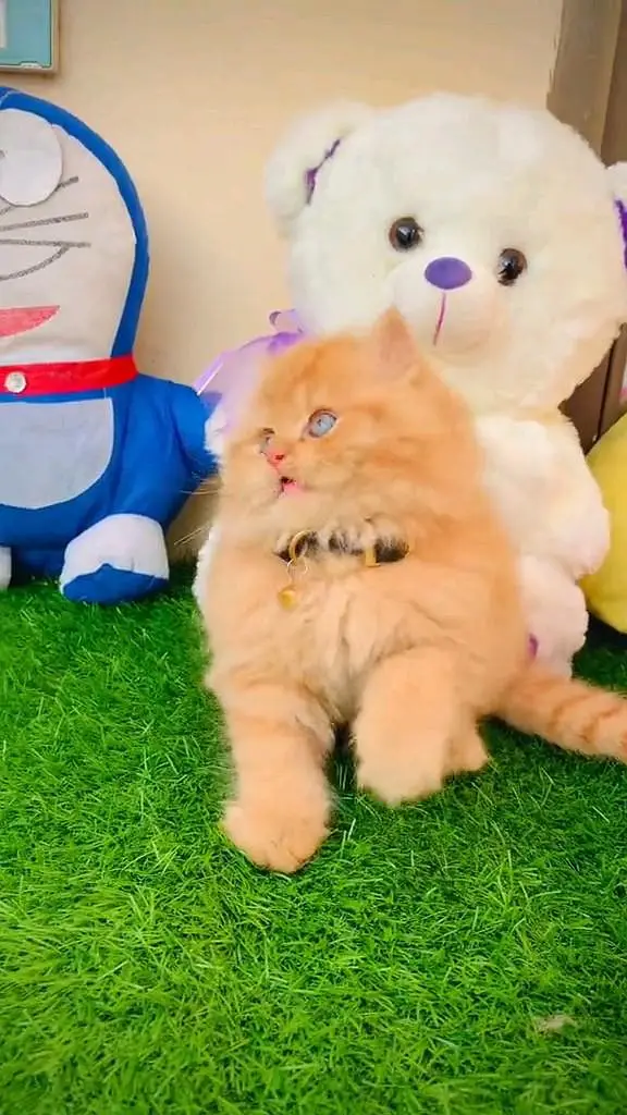 Quality Persian panch face cat and kitten WhatsAp o34o143oo37 — photo 3