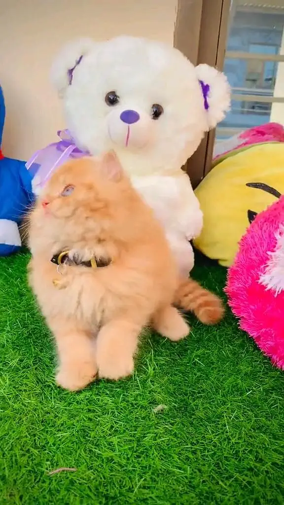 Quality Persian panch face cat and kitten WhatsAp o34o143oo37 — photo 4