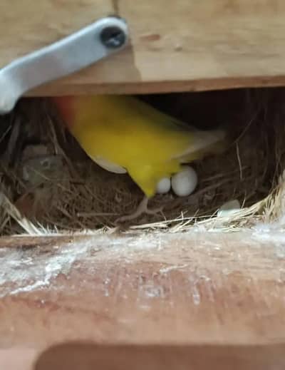 Latino King Size Young Breeder Pair with eggs for Sale