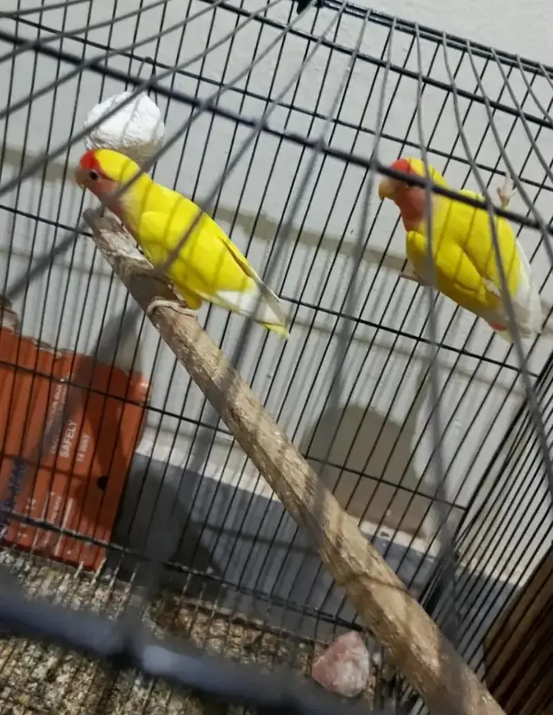 Latino King Size Young Breeder Pair with eggs for Sale — photo 3