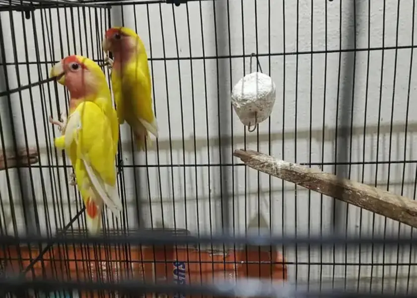 Latino King Size Young Breeder Pair with eggs for Sale — photo 4