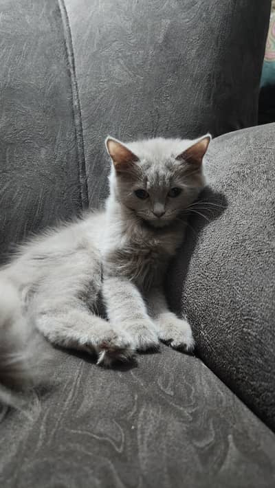 British Longhair, a Doll-Face Persian (or Semi-Persian)female cat