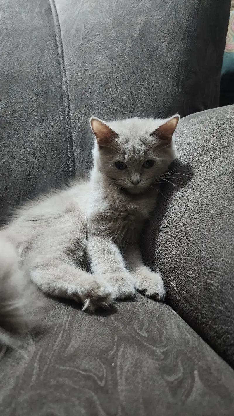 British Longhair, a Doll-Face Persian (or Semi-Persian)female cat