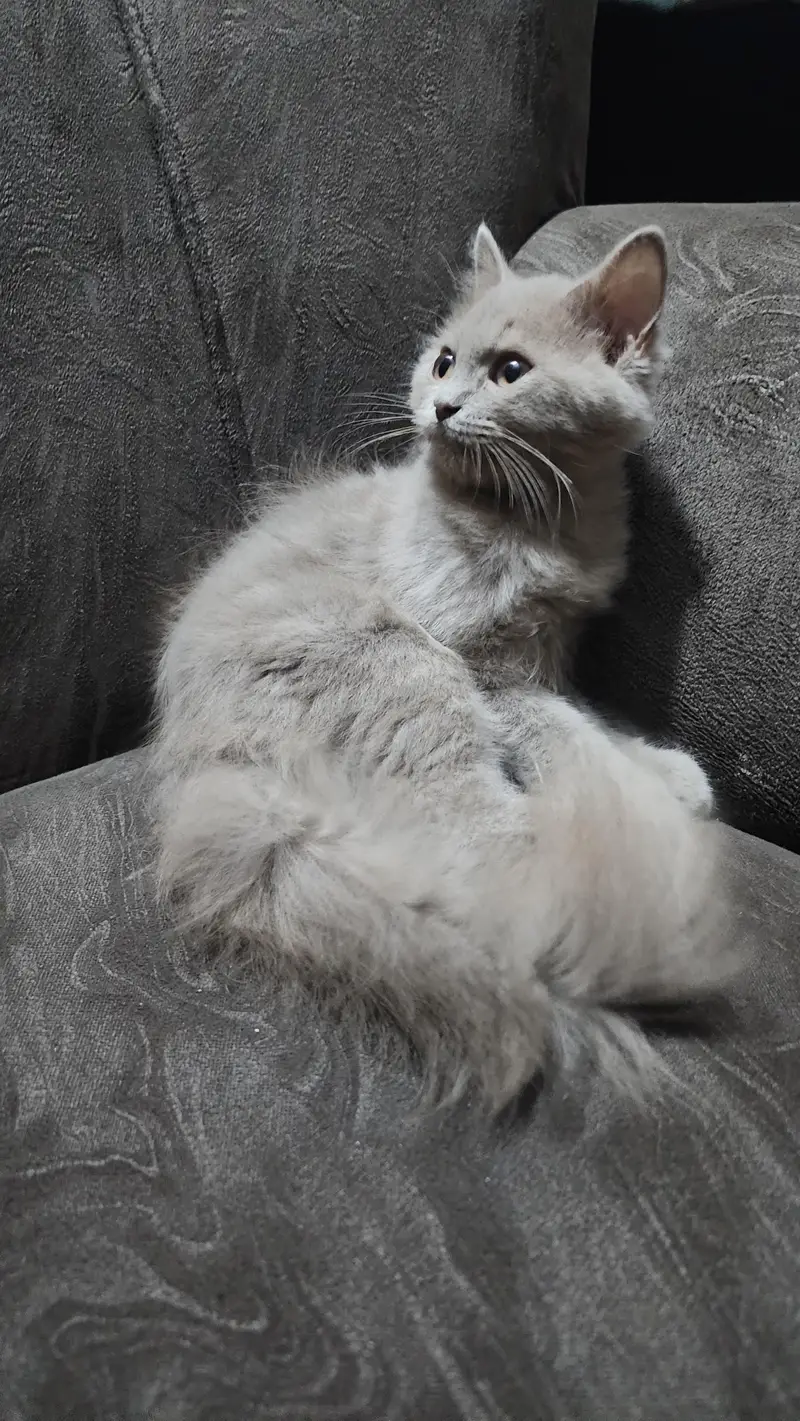 British Longhair, a Doll-Face Persian (or Semi-Persian)female cat — photo 2