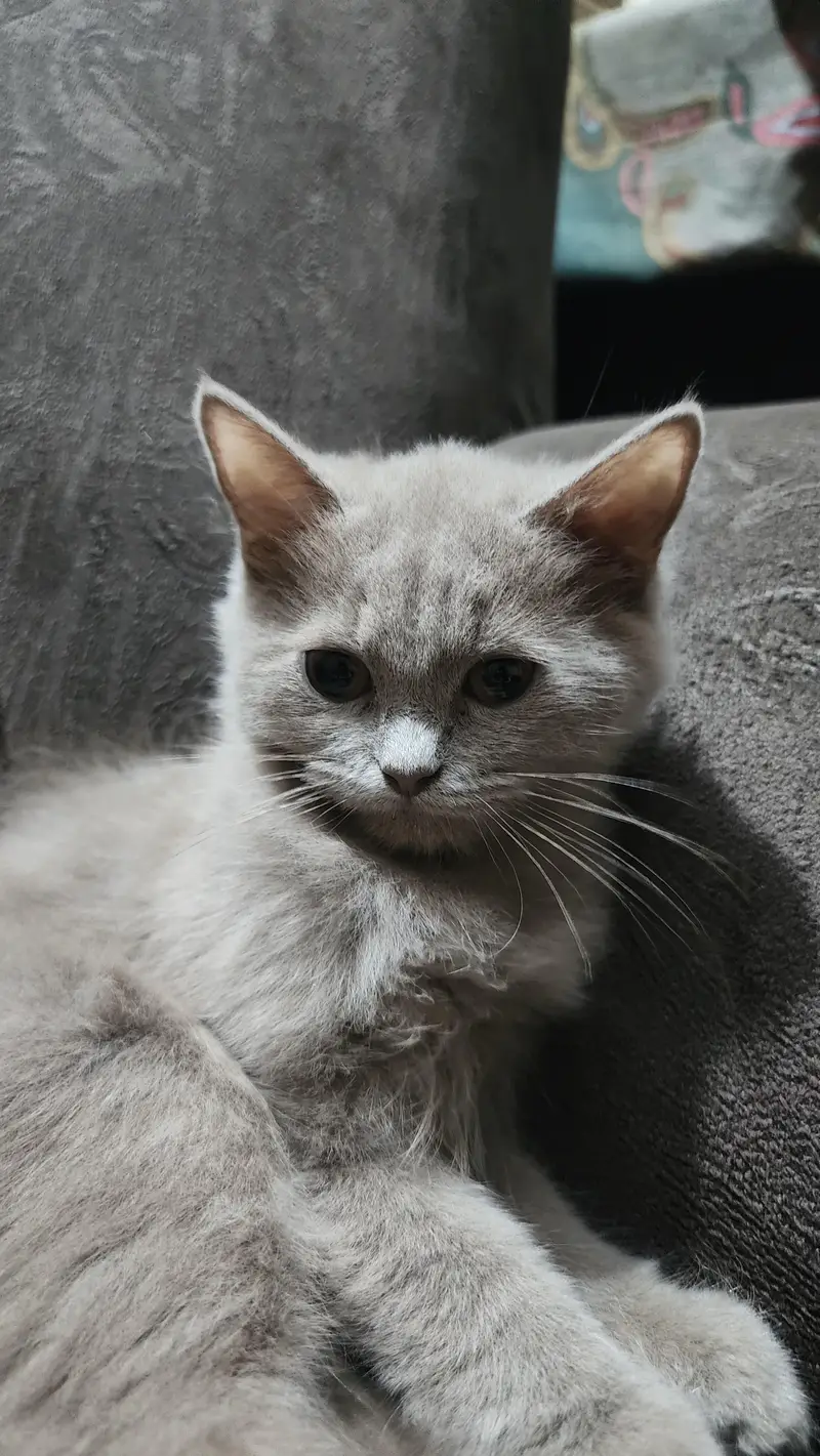 British Longhair, a Doll-Face Persian (or Semi-Persian)female cat — photo 3