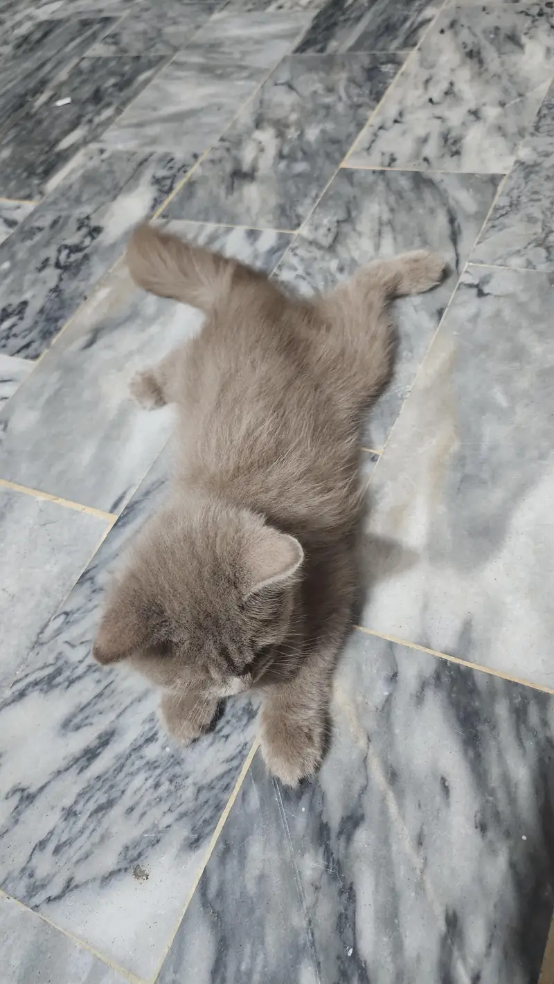 British Longhair, a Doll-Face Persian (or Semi-Persian)female cat — photo 4