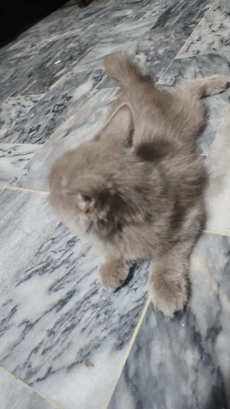 British Longhair, a Doll-Face Persian (or Semi-Persian)female cat — photo 5