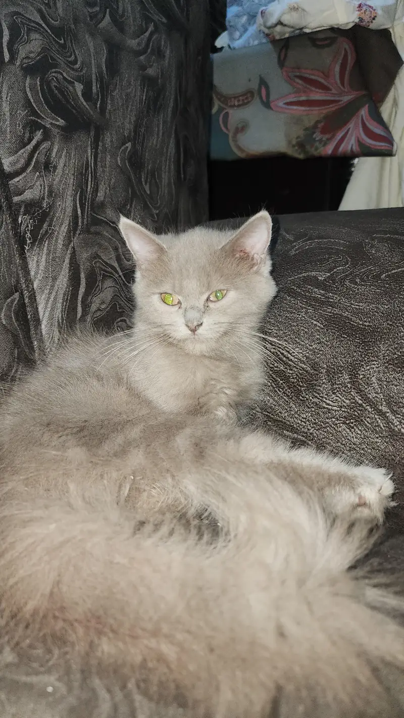 British Longhair, a Doll-Face Persian (or Semi-Persian)female cat — photo 7