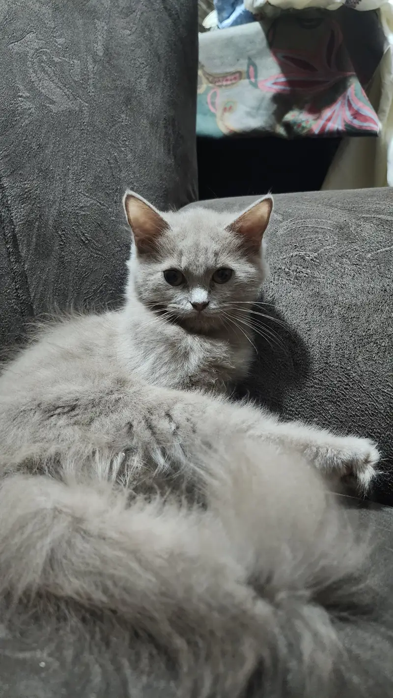 British Longhair, a Doll-Face Persian (or Semi-Persian)female cat — photo 8