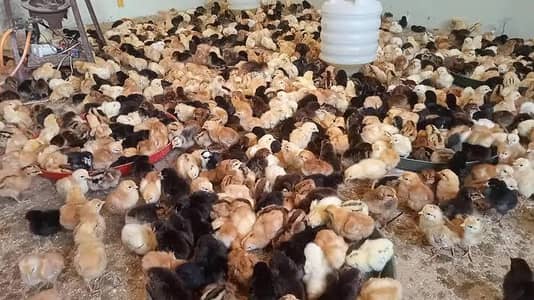 day old sa la k 3 month k chicks available hn price description ma ha