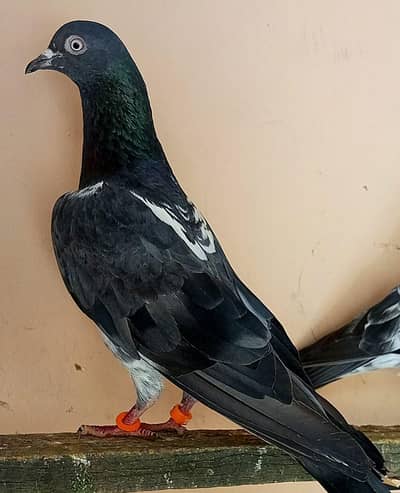 KASURI BREED PIGEONS 03126586107