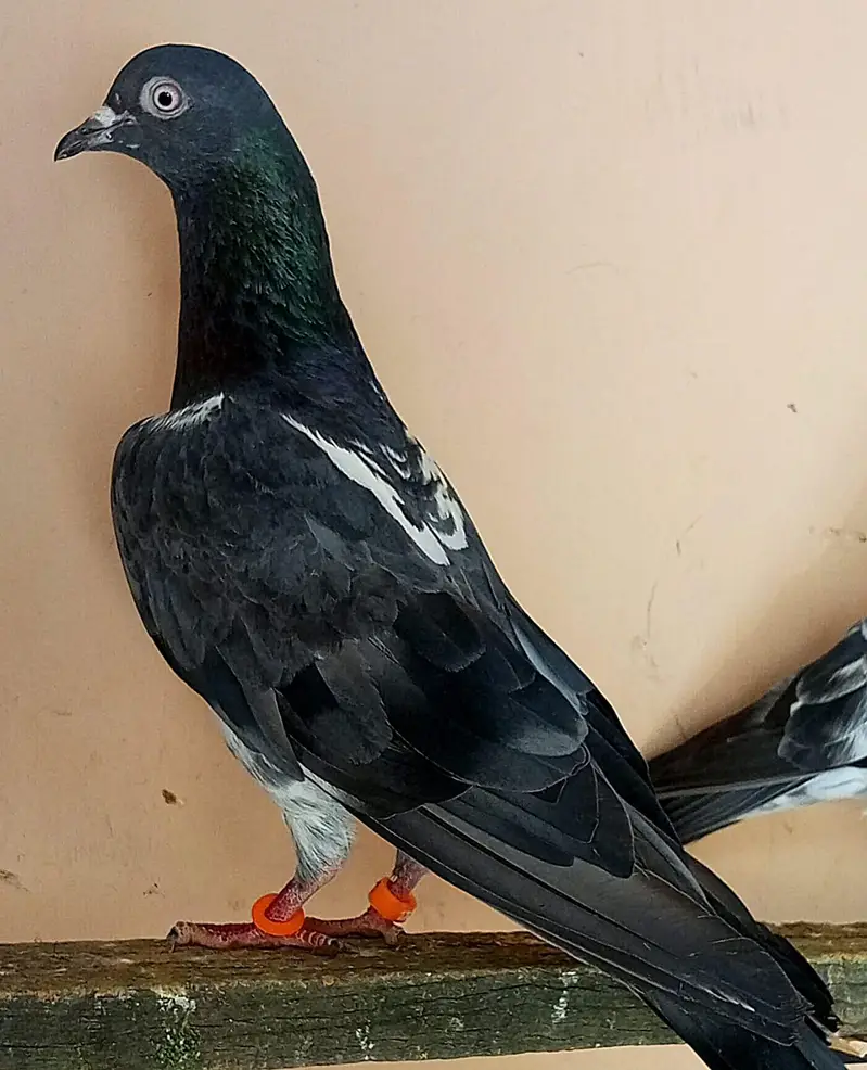 KASURI BREED PIGEONS 03126586107