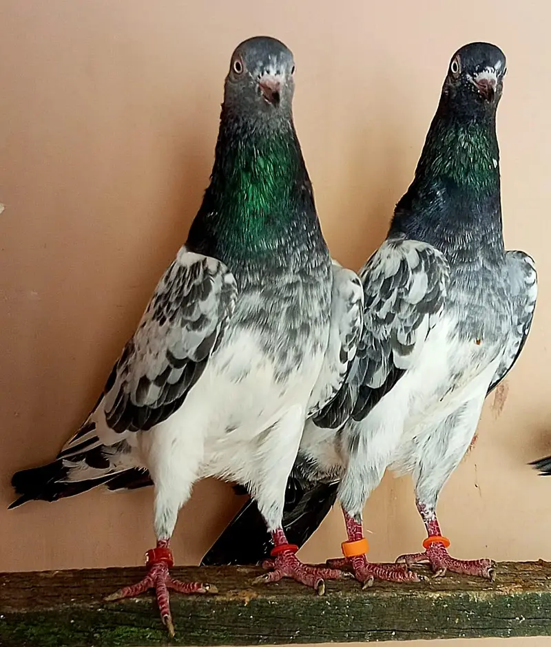 KASURI BREED PIGEONS 03126586107 — photo 2