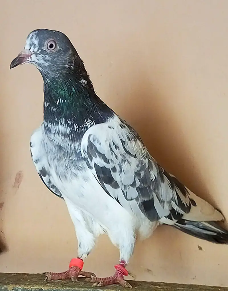 KASURI BREED PIGEONS 03126586107 — photo 3