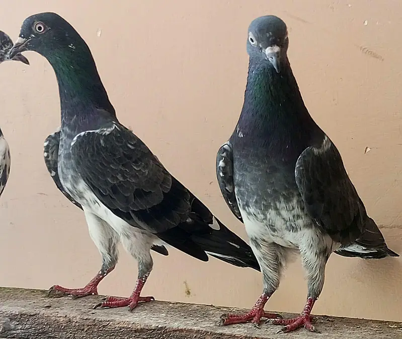 KASURI BREED PIGEONS 03126586107 — photo 4