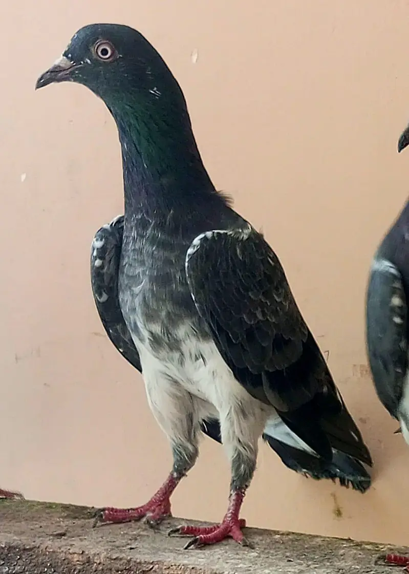 KASURI BREED PIGEONS 03126586107 — photo 5