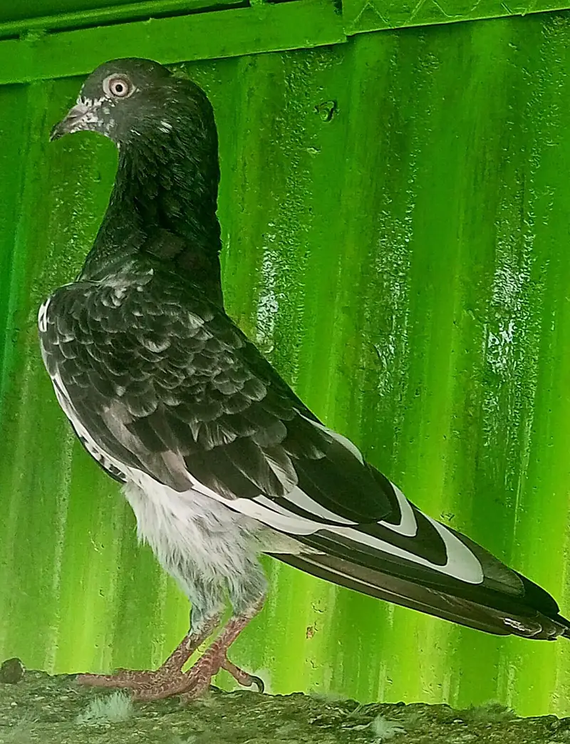 KASURI BREED PIGEONS 03126586107 — photo 6
