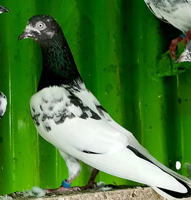KASURI BREED PIGEONS 03126586107 — photo 7
