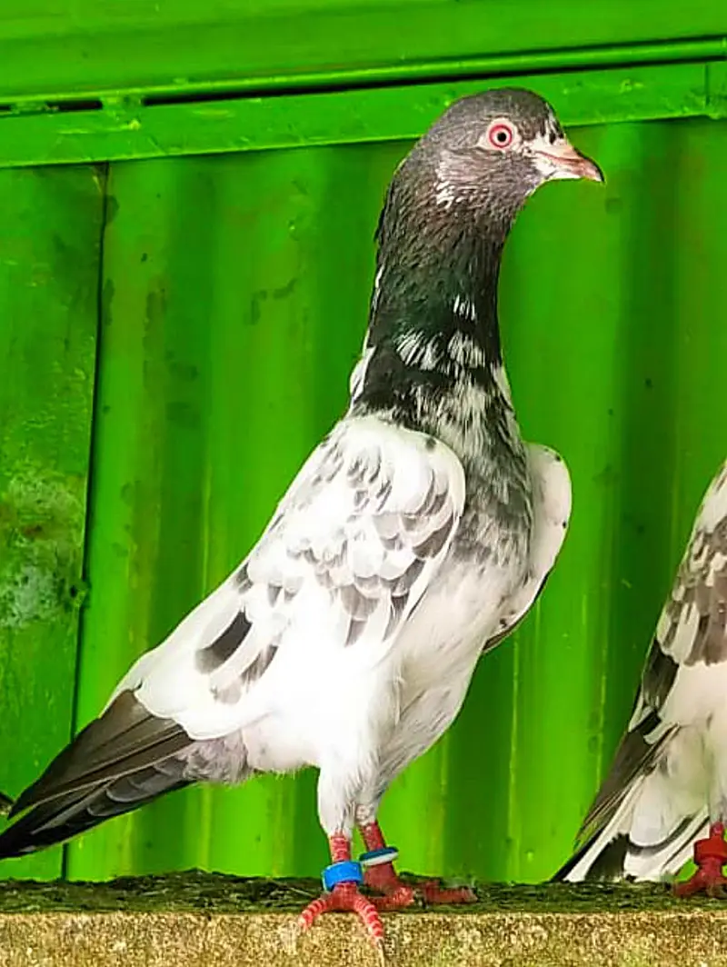 KASURI BREED PIGEONS 03126586107 — photo 8